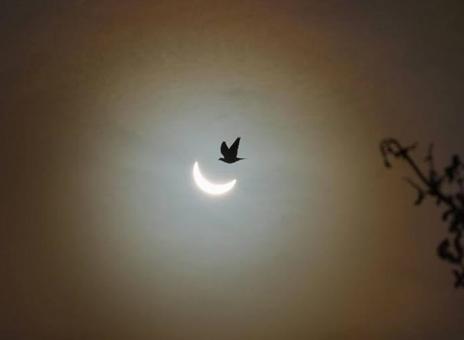 Eclipse Bird Photo by Amy Shore