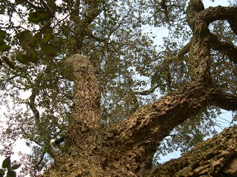 Image result for cork oak