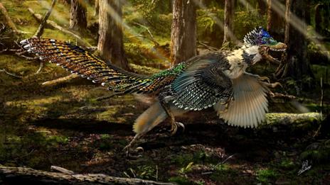 Zhenyuanlong was discovered in the Liaoning region of China and its fossilised remains suggest that this dinosaur was covered in feathers  Chuang Zhao