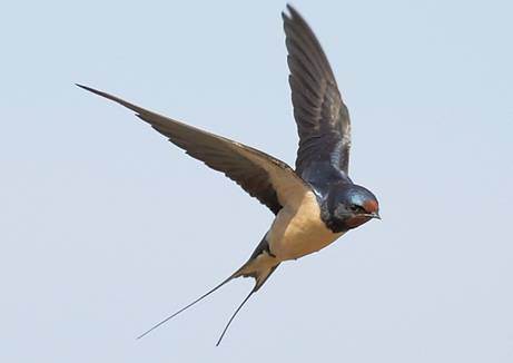 http://weknowyourdreams.com/images/swallow/swallow-04.jpg