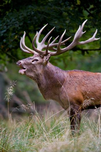 https://upload.wikimedia.org/wikipedia/commons/5/50/Red_deer_stag_2009_denmark.jpg