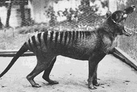 Benjamin, the last thylacine in captivity, at Beaumaris Zoo Hobart in 1933.