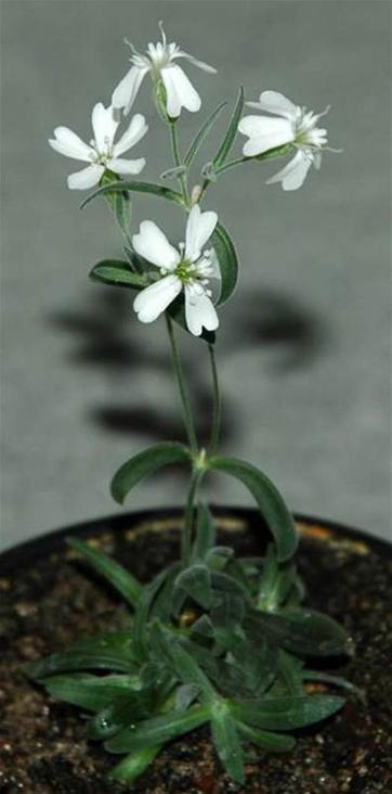 Russian Scientists Grow Pleistocene-Era Plants From Seeds Buried By Squirrels 30,000 Years Ago
