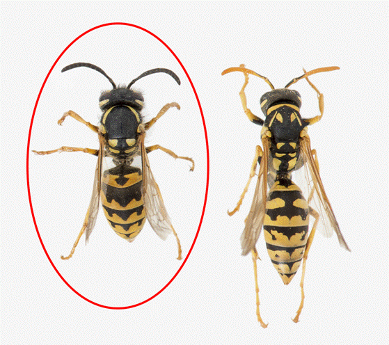 https://www.agric.wa.gov.au/sites/gateway/files/DSC_2561%20Vespula%20germanica%20comparison%20cricle%20cropped.jpg